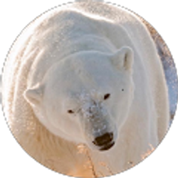 Profile photo of Da Bear