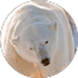 Profile photo of Da Bear