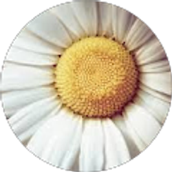 Profile photo of Alma Alonzo