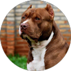 Profile photo of Khalid Sheffield