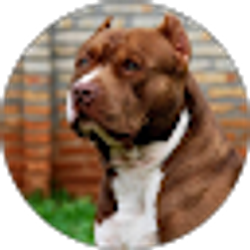 Profile photo of Khalid Sheffield