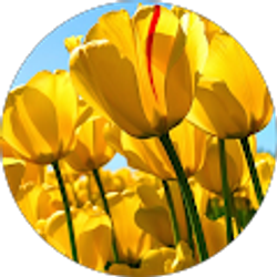 Profile photo of V Warner