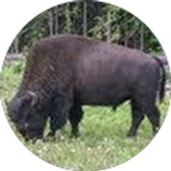 Profile photo of Bo Fusco