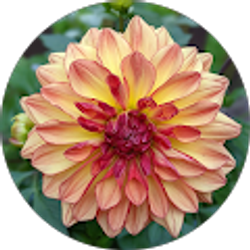 Profile photo of Nicole C.