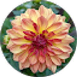 Profile photo of Nicole C.