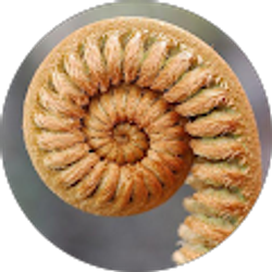 Profile photo of Rodrigo Avila