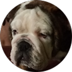 Profile photo of DR.Steele