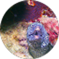 Profile photo of Tomas Todd