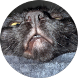 Profile photo of Isaiah Redd