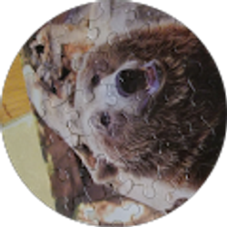 Profile photo of Toni Vazquez