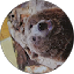Profile photo of Toni Vazquez