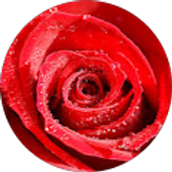 Profile photo of Viv L