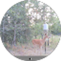 Profile photo of JUDY HESS