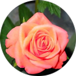 Profile photo of Rosie Vachon