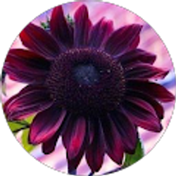 Profile photo of Sherrilyn Villarreal