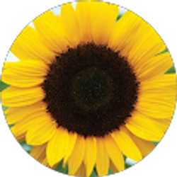 Profile photo of Brenda Lopez