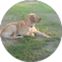 Profile photo of Carlos Coy