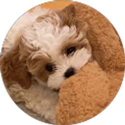 Profile photo of Elaine Xu