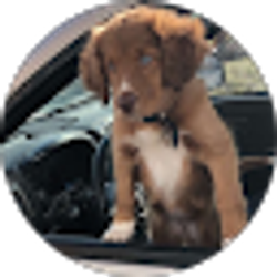 Profile photo of Kentuckys Moose And Louimaylou