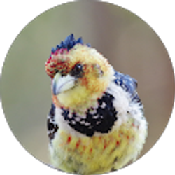 Profile photo of Susan E. Maurer