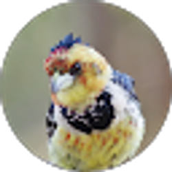 Profile photo of Susan E. Maurer