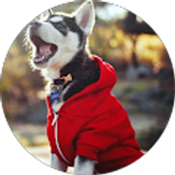 Profile photo of Ichigo