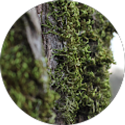 Profile photo of Nick