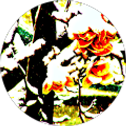 Profile photo of Kim Phillips
