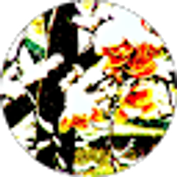 Profile photo of Kim Phillips