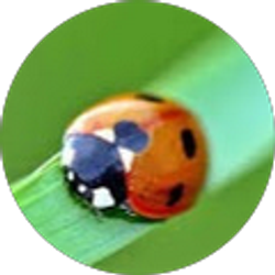 Profile photo of Amelia Soto