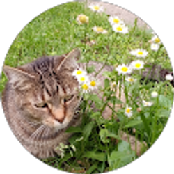 Profile photo of Kittyqueen 2011