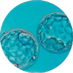 Profile photo of Amy Levandowski