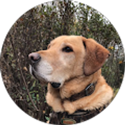 Profile photo of Jeff Wychesit