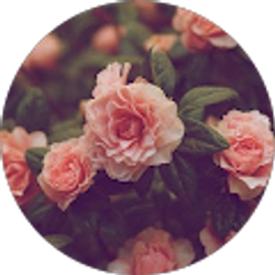 Profile photo of Lexi Brook