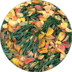 Profile photo of Weimin Zhao