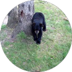 Profile photo of booboo bearbecky