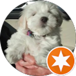 Profile photo of Commander-RR