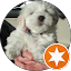 Profile photo of Commander-RR