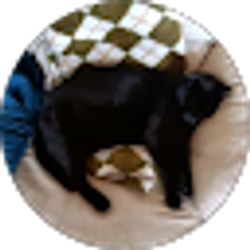 Profile photo of Cody picciandra