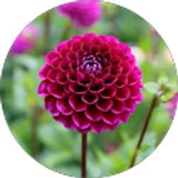 Profile photo of S Choudhury