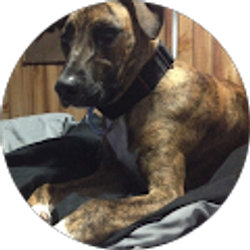 Profile photo of Adam Peleska