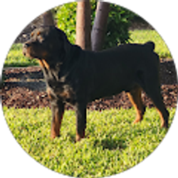 Profile photo of Joe C