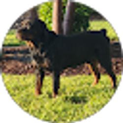 Profile photo of Joe C