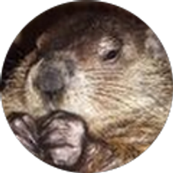 Profile photo of rushcreekarabians