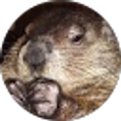 Profile photo of rushcreekarabians