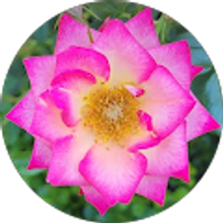 Profile photo of Katy O'Rourke