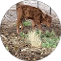 Profile photo of Karen Johnson
