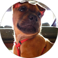 Profile photo of prashant chatterjee