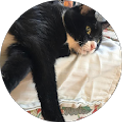 Profile photo of Renee Baldocchi