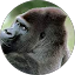 Profile photo of Rosa Delgado